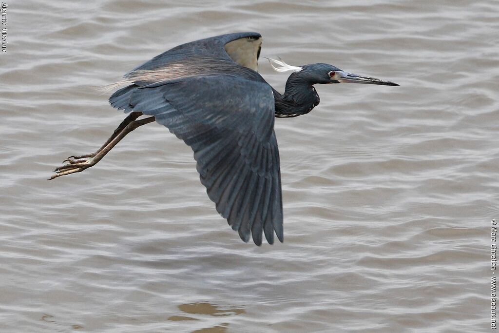 Tricolored Heron