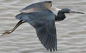 Tricolored Heron