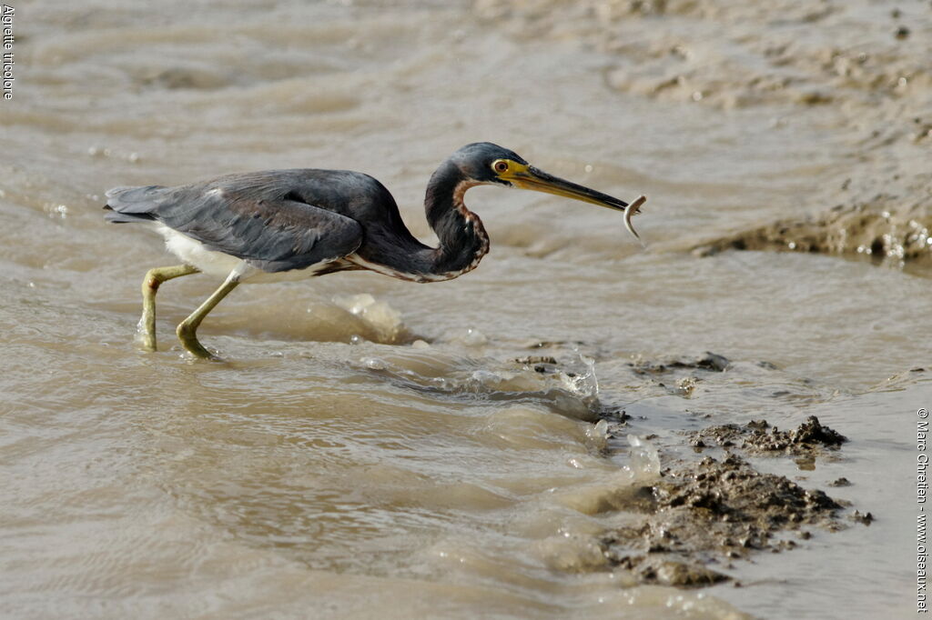 Tricolored Heron