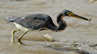 Tricolored Heron