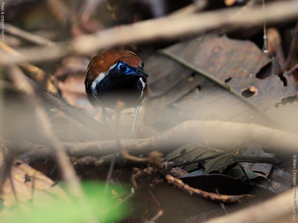 Ferruginous-backed Antbird male adult