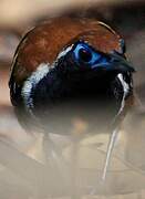 Ferruginous-backed Antbird