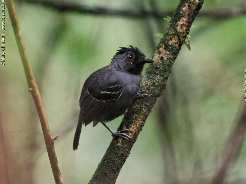 Black-headed Antbird male adult