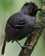 Black-headed Antbird