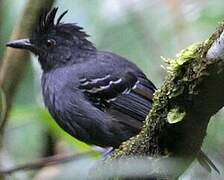 Black-headed Antbird