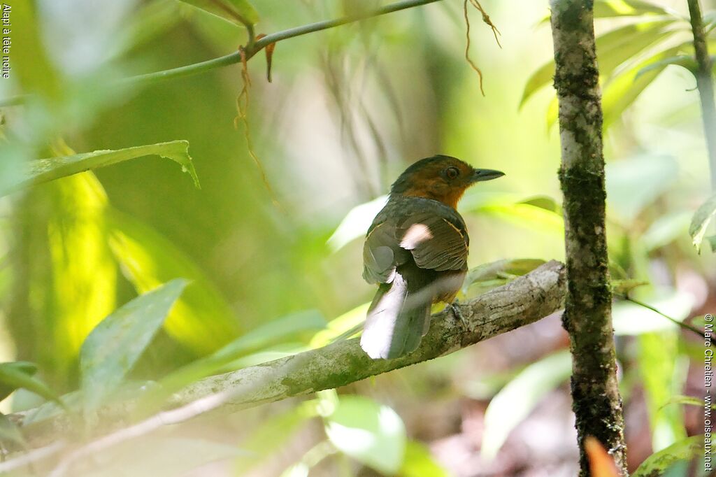 Black-headed Antbirdimmature