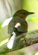 Black-headed Antbird