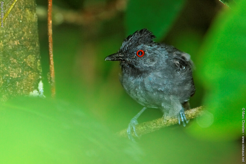 Black-headed Antbird male adult