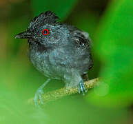 Black-headed Antbird