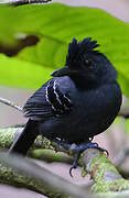 Black-headed Antbird