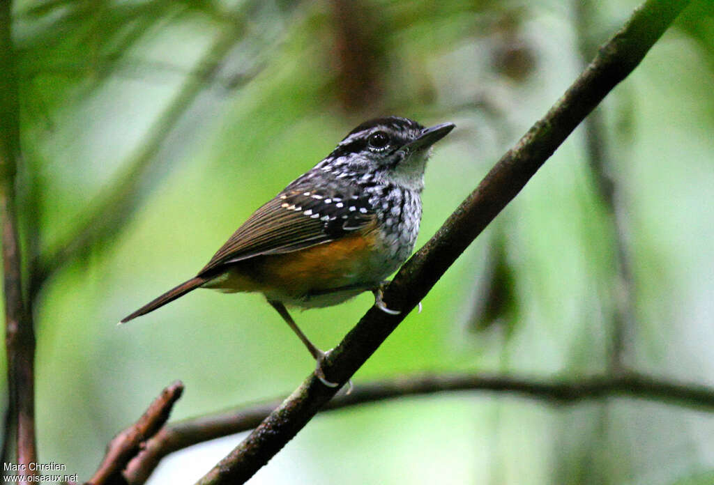 Guianan Warbling Antbird male adult