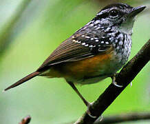 Guianan Warbling Antbird