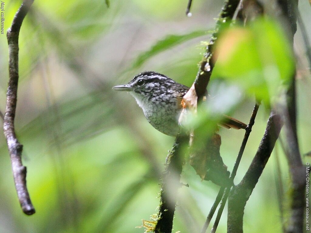 Guianan Warbling Antbird