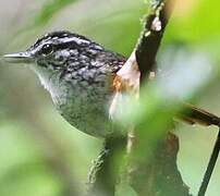 Guianan Warbling Antbird