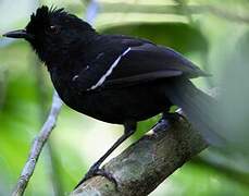 White-shouldered Fire-eye