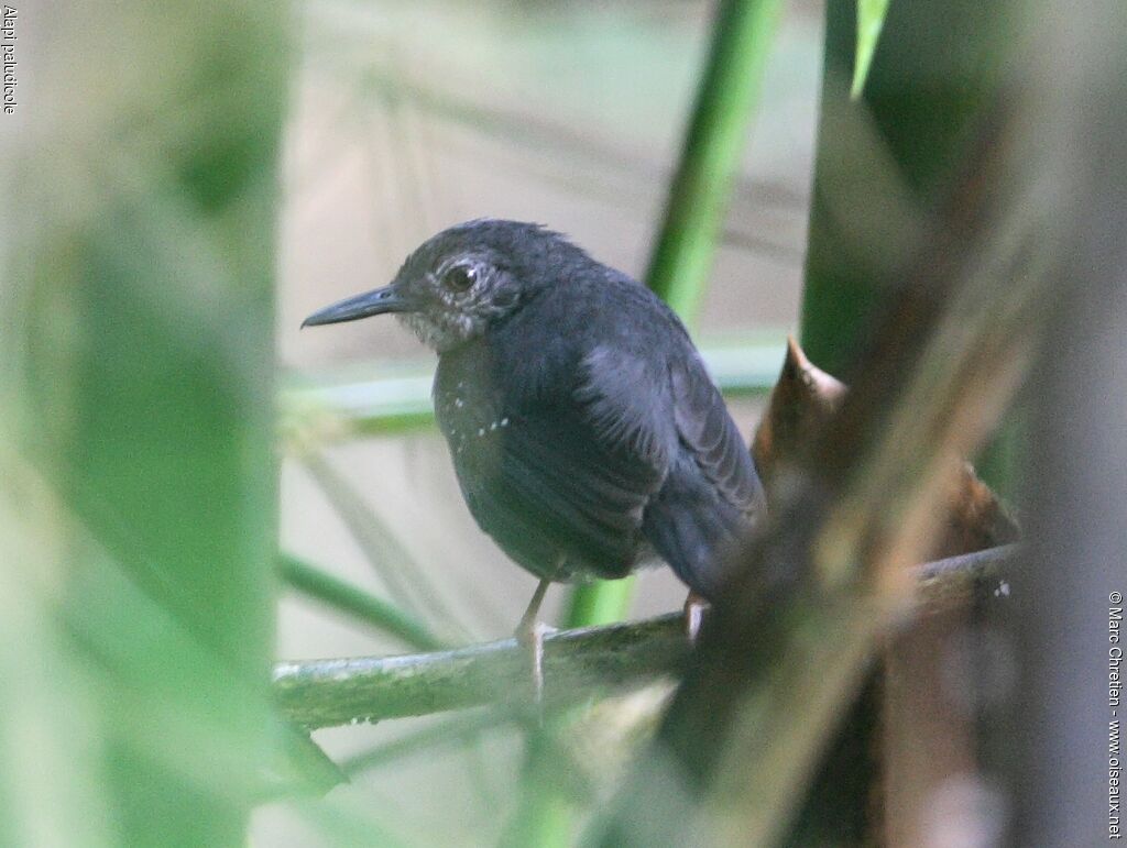 Silvered Antbird male