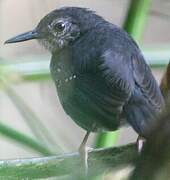 Silvered Antbird