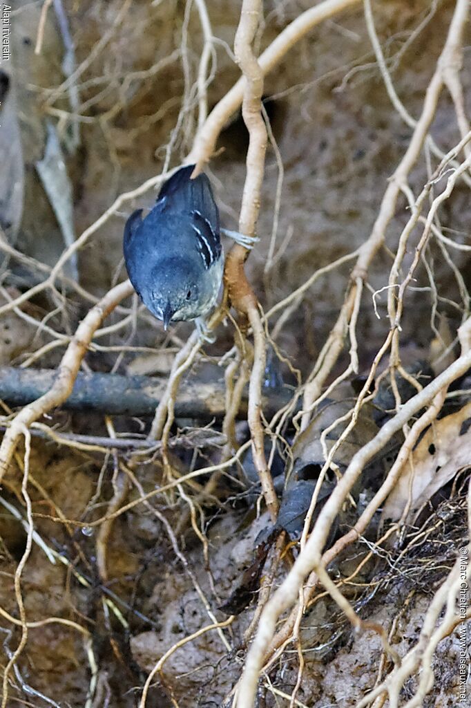 Band-tailed Antbird male adult