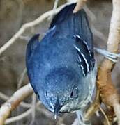 Band-tailed Antbird