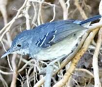 Band-tailed Antbird