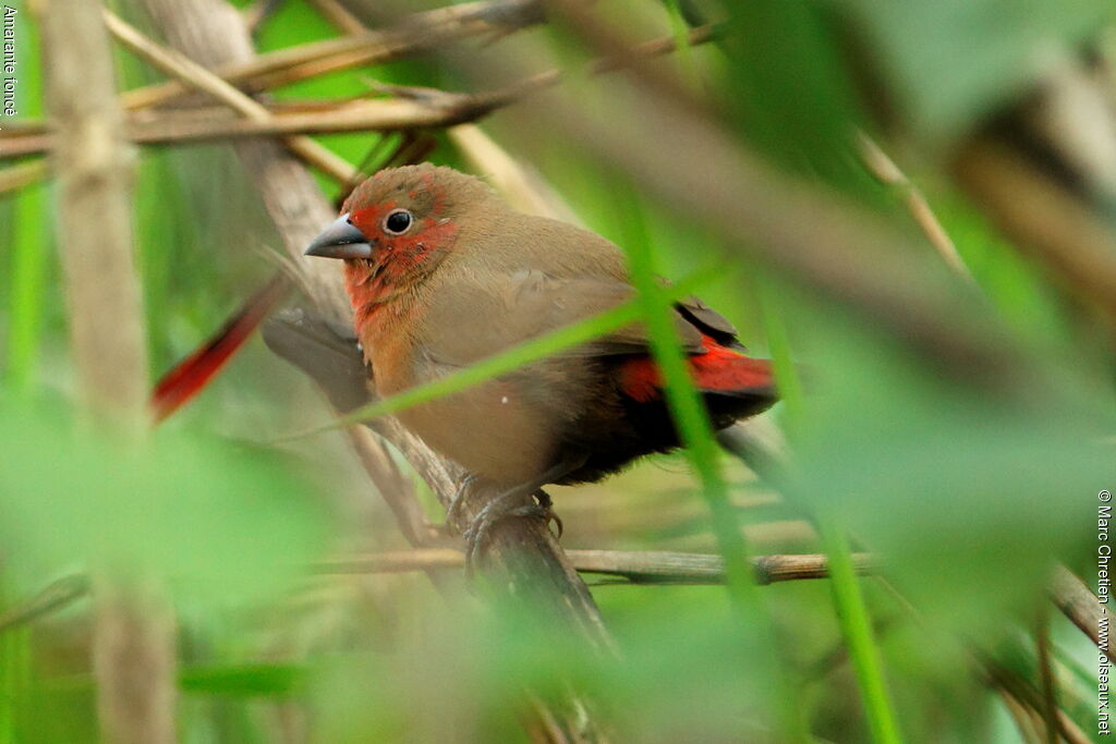 African Firefinch male, identification