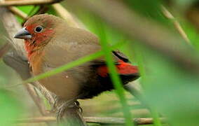 African Firefinch