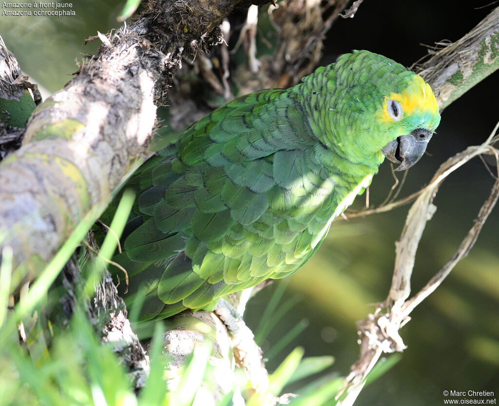 Amazone à front jaune