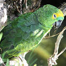 Amazone à front jaune