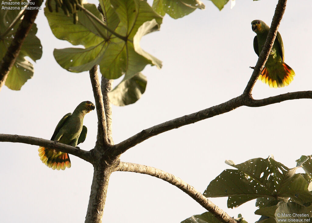 Orange-winged Amazon