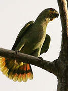 Orange-winged Amazon