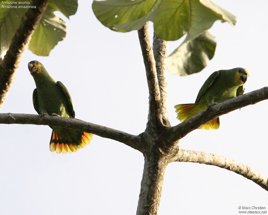 Orange-winged Amazon