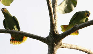 Orange-winged Amazon