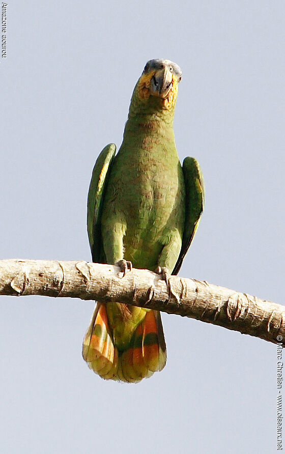 Orange-winged Amazon