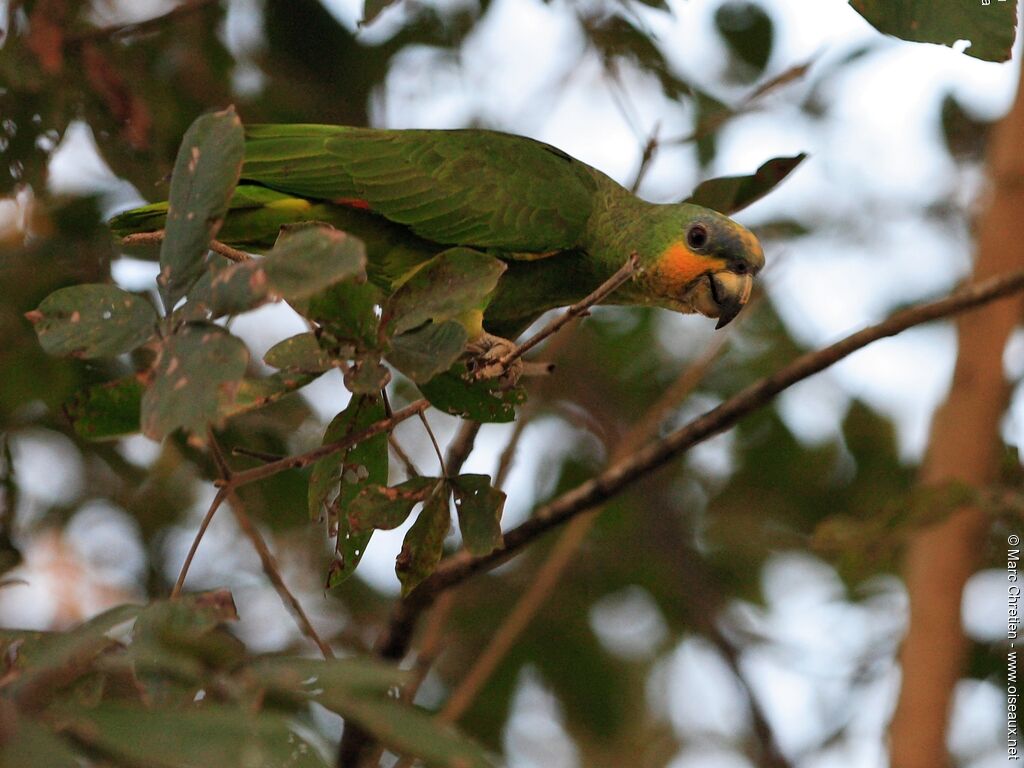 Orange-winged Amazonadult