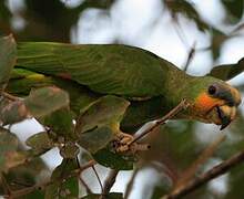 Orange-winged Amazon