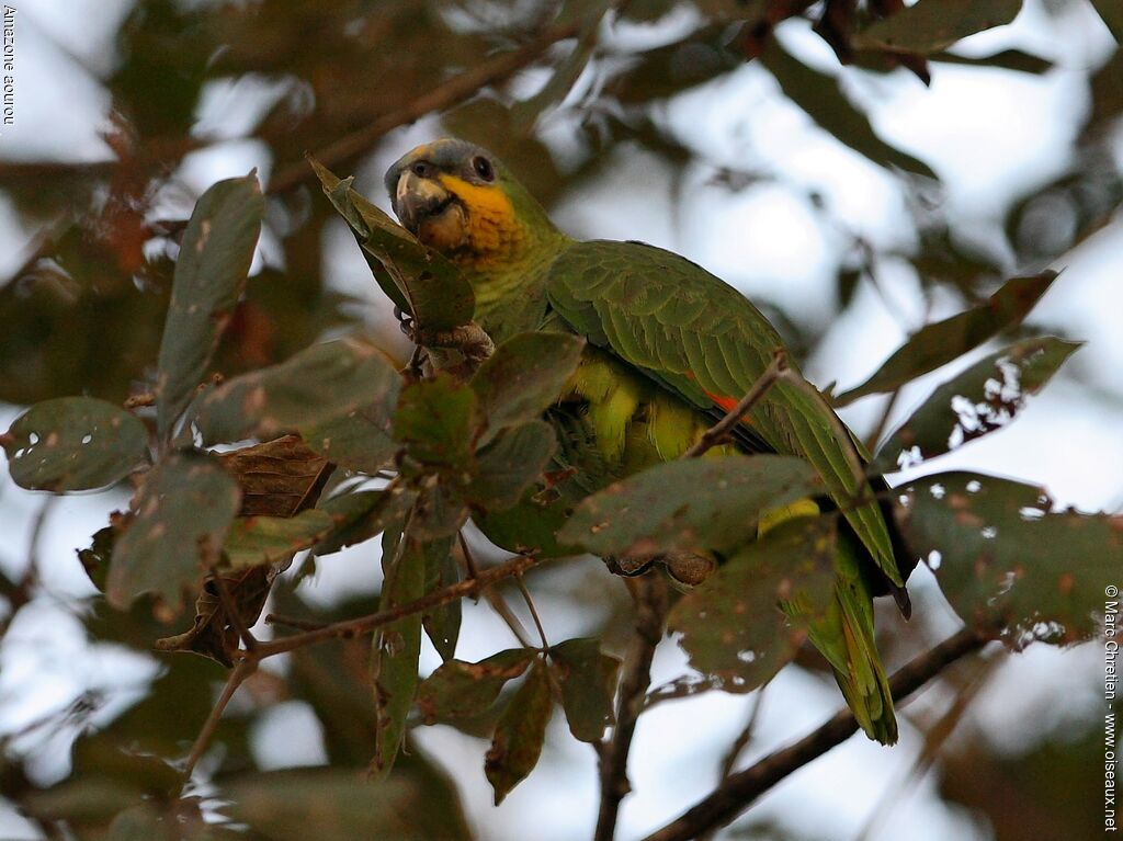 Orange-winged Amazonadult