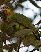 Orange-winged Amazon