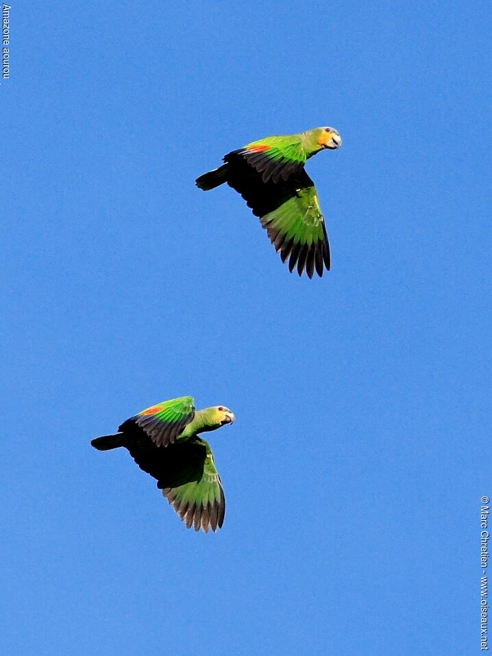 Orange-winged Amazon