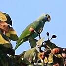 Amazone de Dufresne