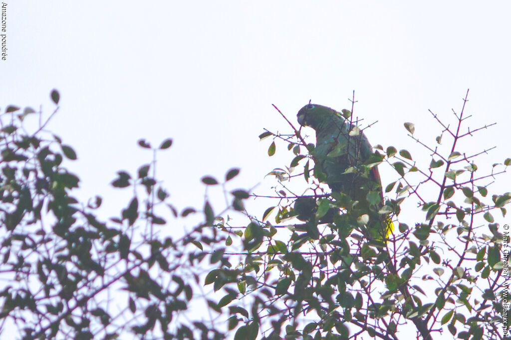 Southern Mealy Amazon