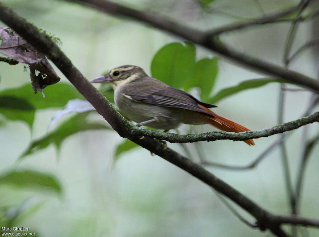 Rufous-rumped Foliage-gleaneradult, identification