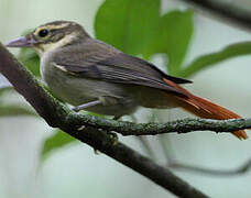 Rufous-rumped Foliage-gleaner