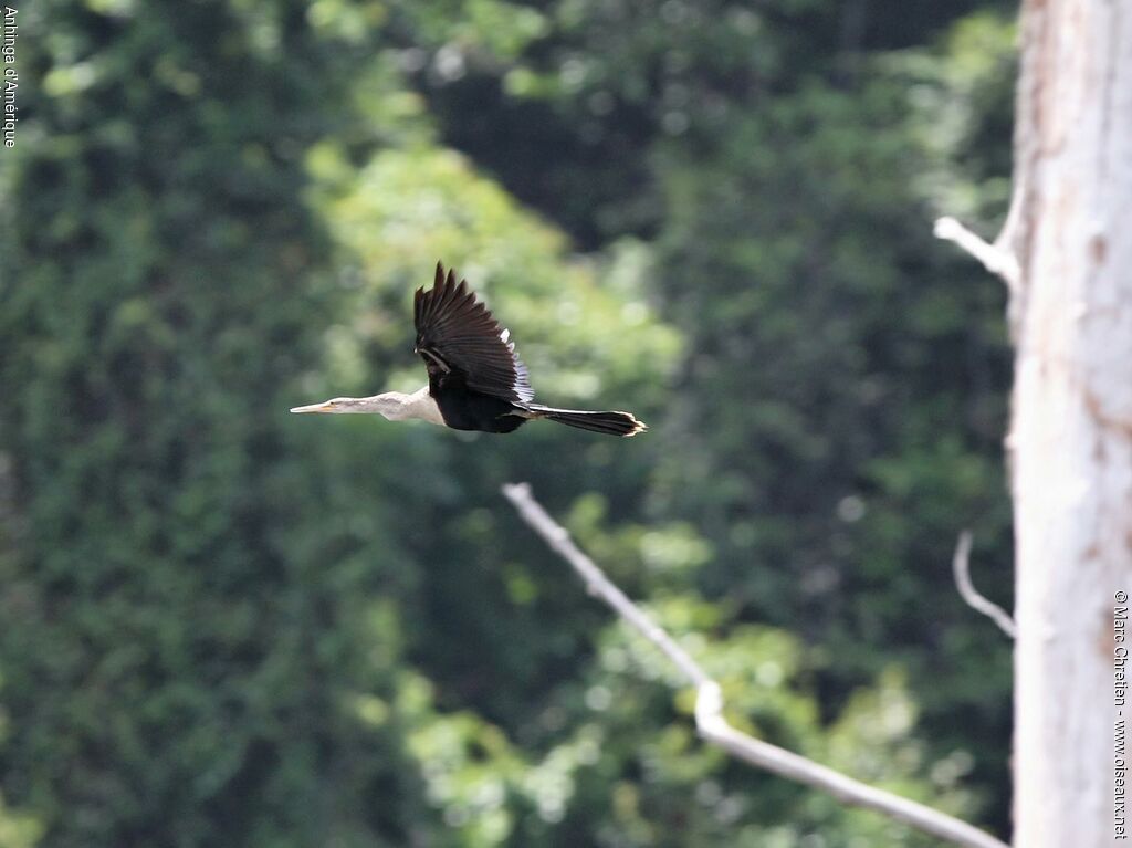 Anhinga d'Amérique