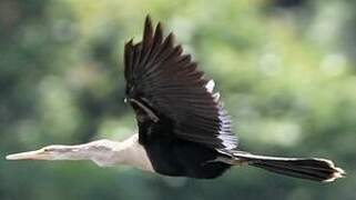 Anhinga