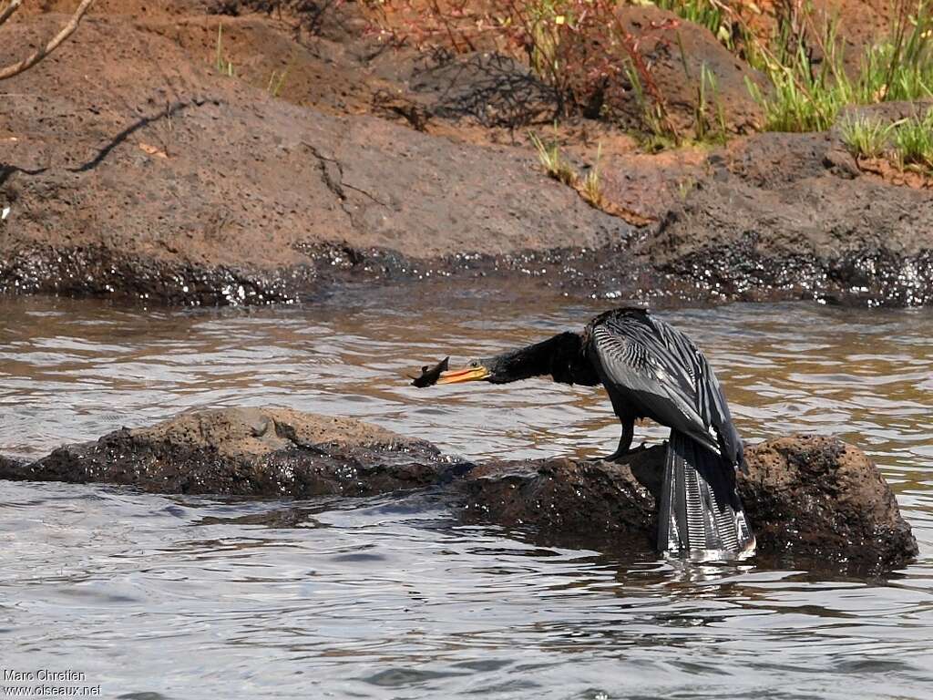 Anhinga d'Amérique mâle, régime, pêche/chasse