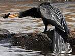 Anhinga d'Amérique