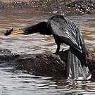Anhinga d'Amérique