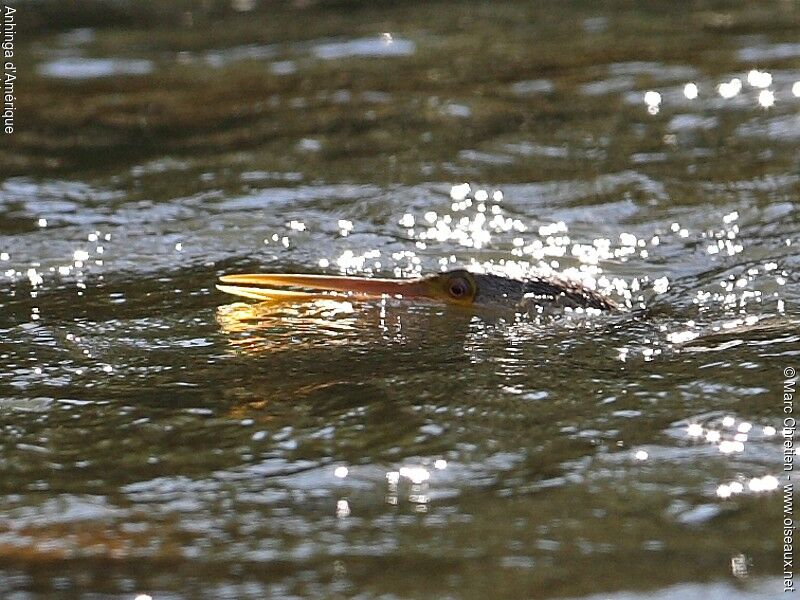 Anhinga d'Amérique femelle adulte