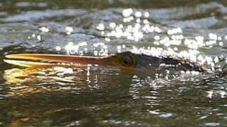 Anhinga