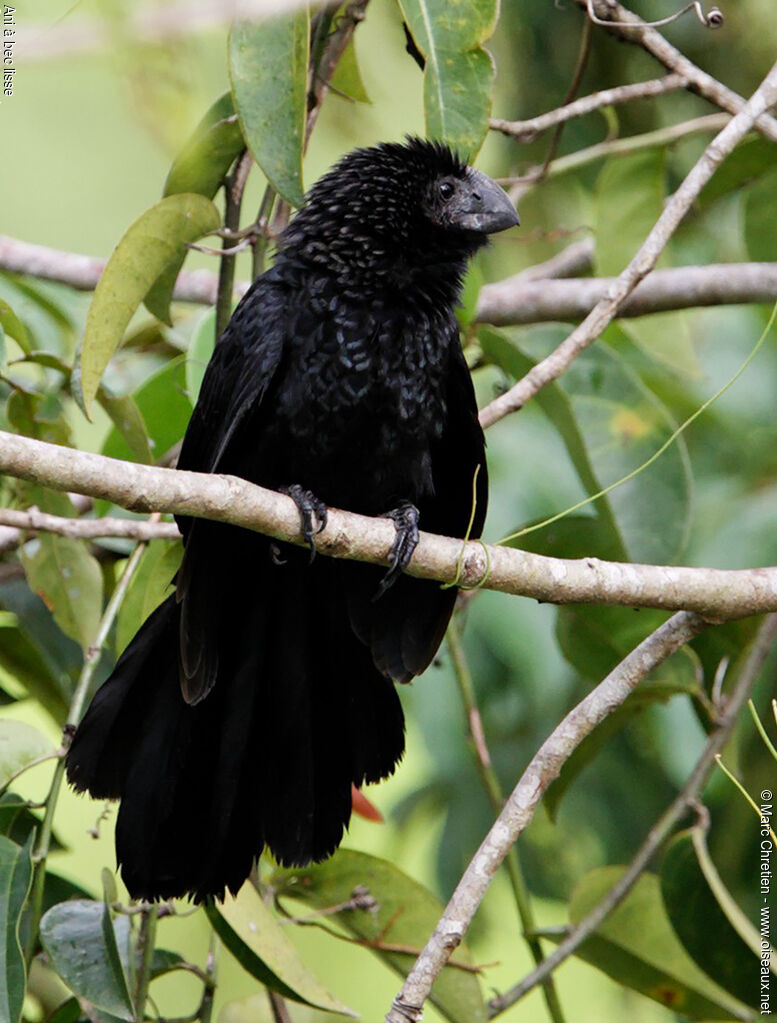 Smooth-billed Ani